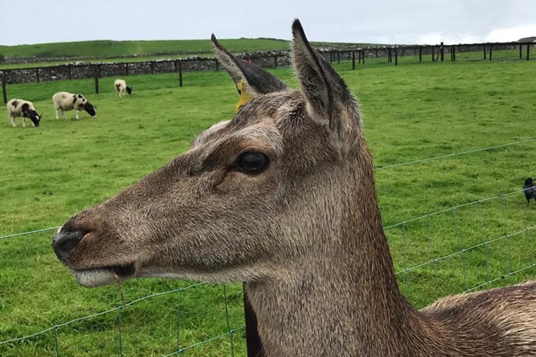 animal-grid-deer