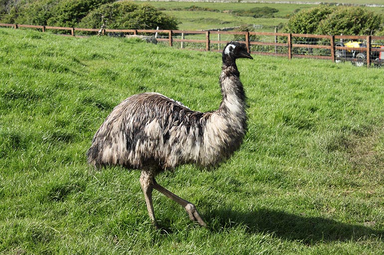 animal-grid-emu