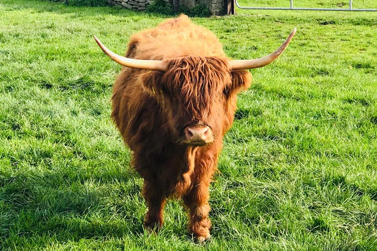 animal-grid-highland-cow