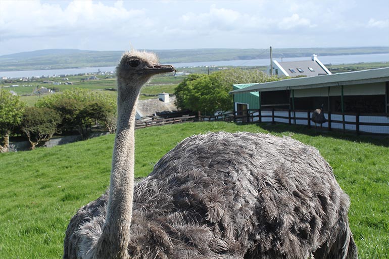 animal-grid-ostrich