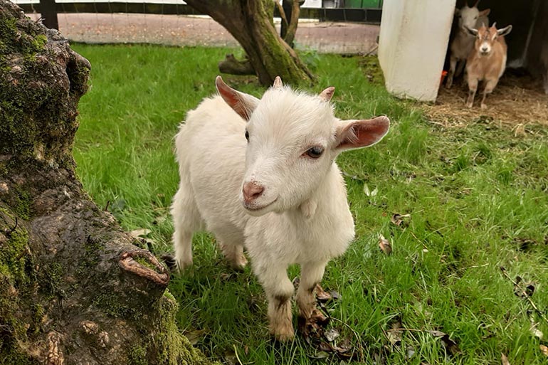 animal-grid-pygmygoat