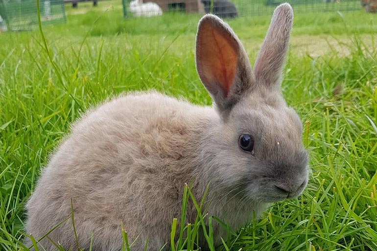 animal-grid-rabbit