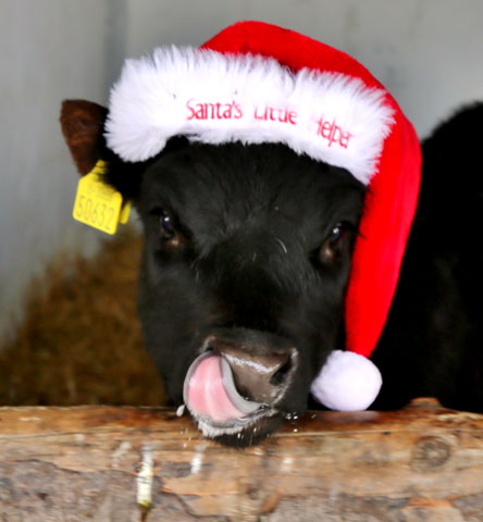 alt-xmas-homepage alt-xmas-homepage